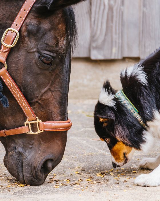 cheval et chien avec têtes baissées face à face